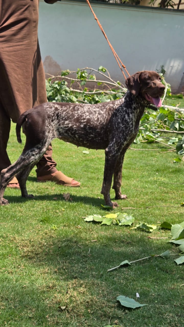 Oklay’s Daisy of Belladonna Pointers